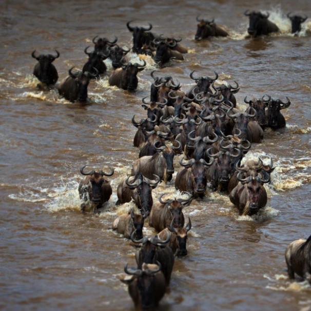 Wildebeest Migration Safari