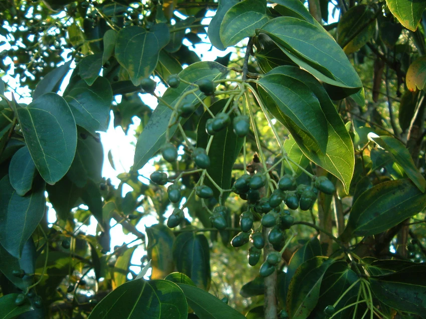 Zanzibar Attractions