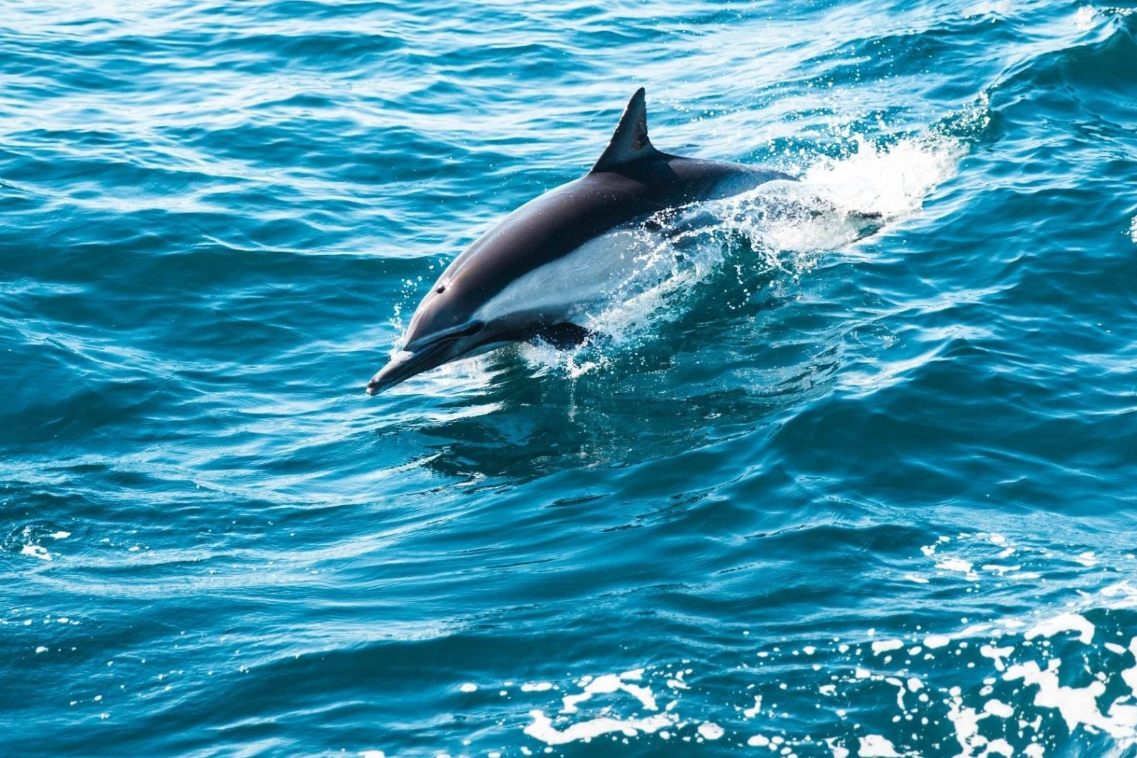 Dolphin Watching Rules