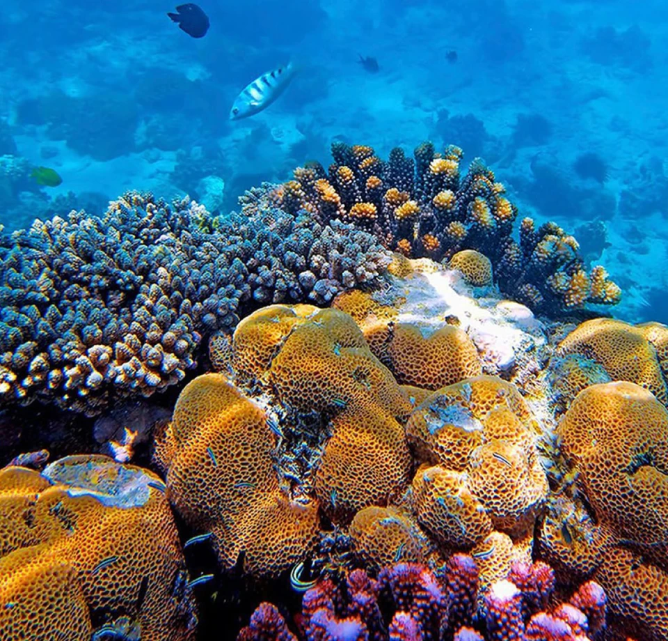 Culture Reefs Excursions