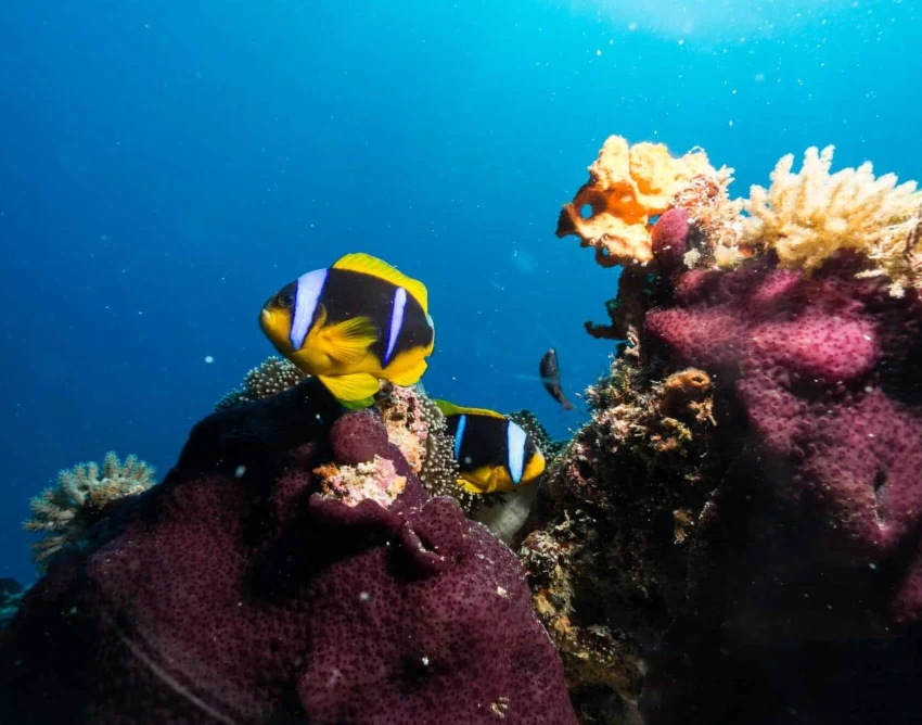 Zanzibar Attractions